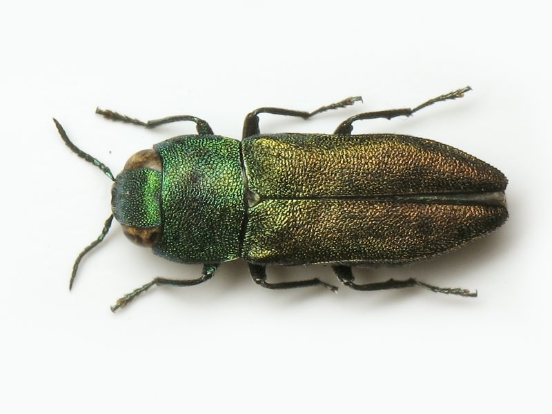 Anthaxia millefolii polychloros Abeille de Perrin, 1894